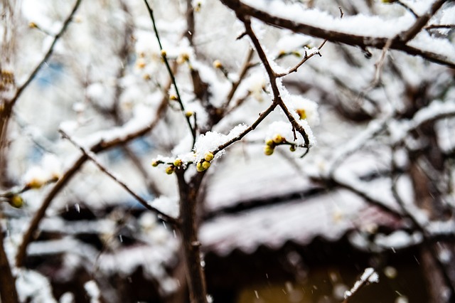 正是申花本