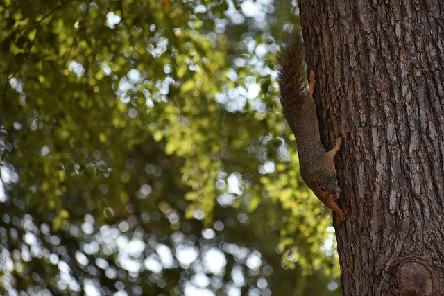 哈蘭德缺席 哈蘭德缺席